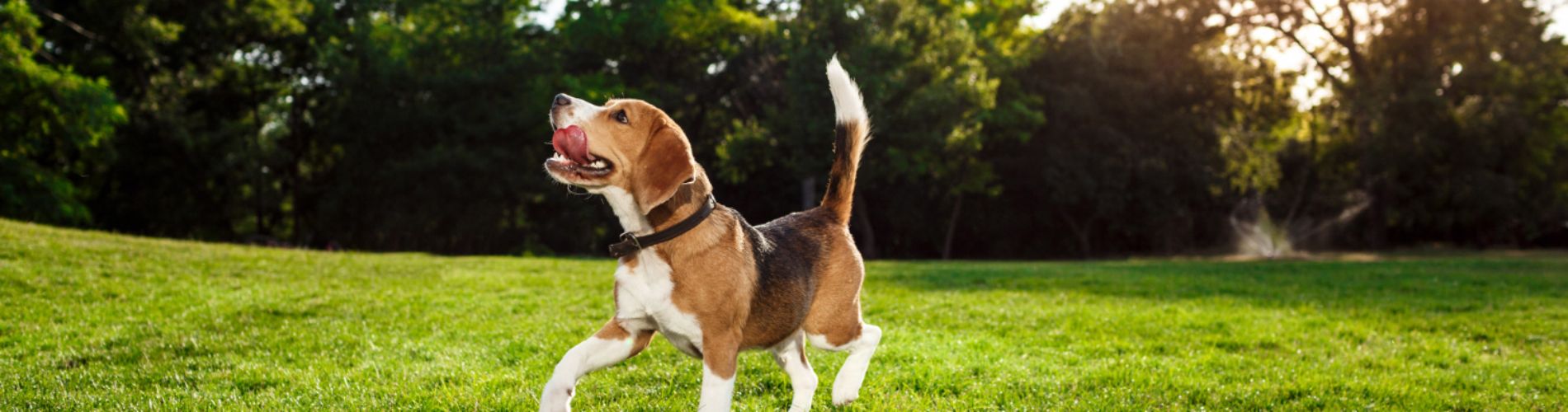 cane al parco