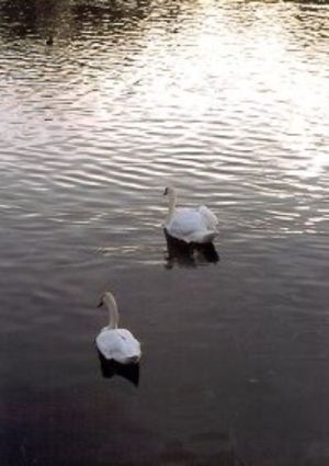cigni